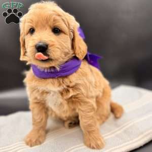 Ella, Goldendoodle Puppy